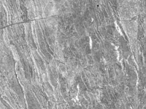 Triton Grey Marble 12x24 Honed